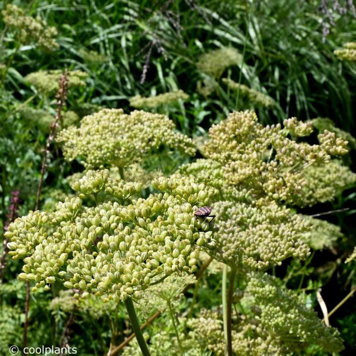 Cenolophium denudatum plant