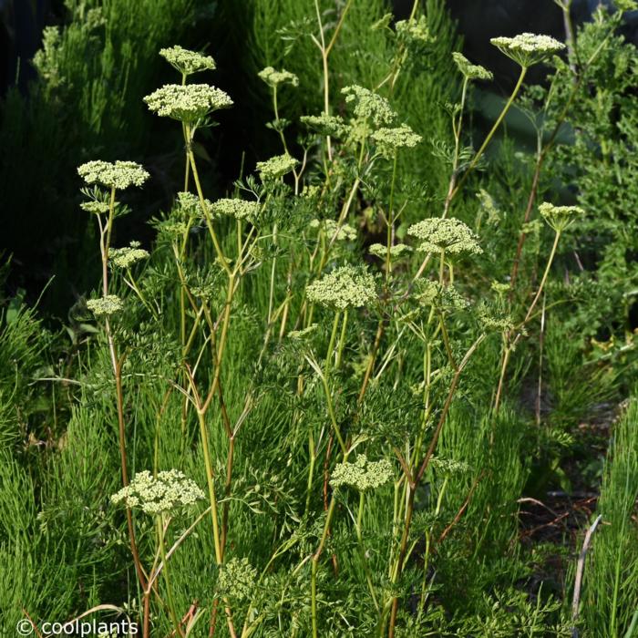 Cenolophium denudatum plant