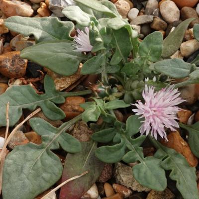 centaurea-aegialophila