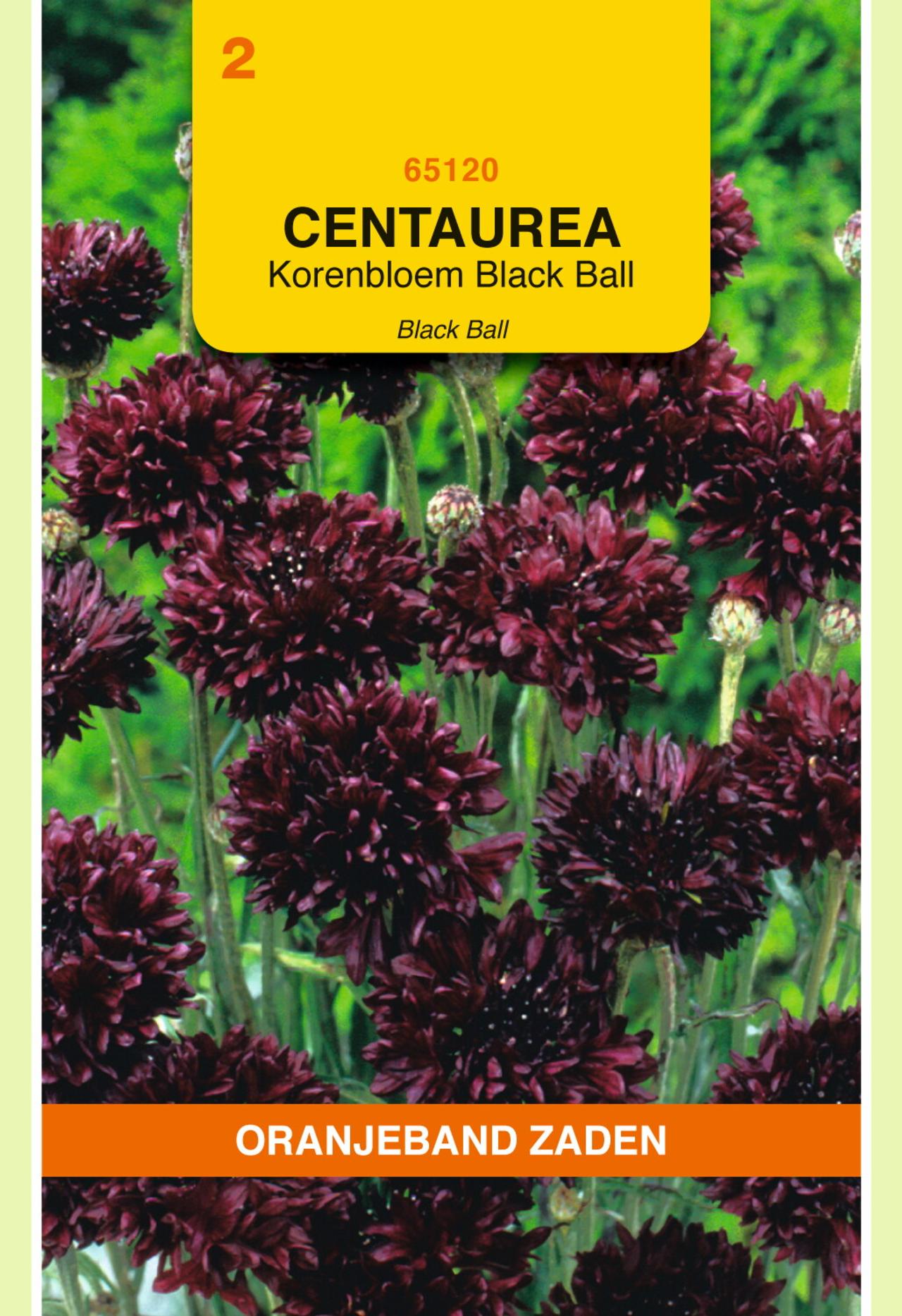 Centaurea cyanus 'Black Ball' plant