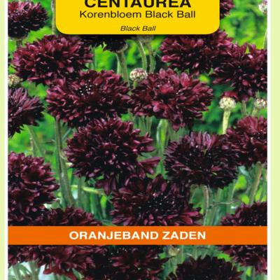 centaurea-cyanus-black-ball