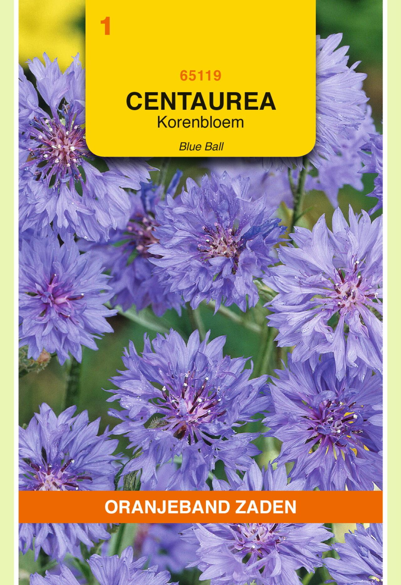 Centaurea cyanus 'Blue Ball' plant