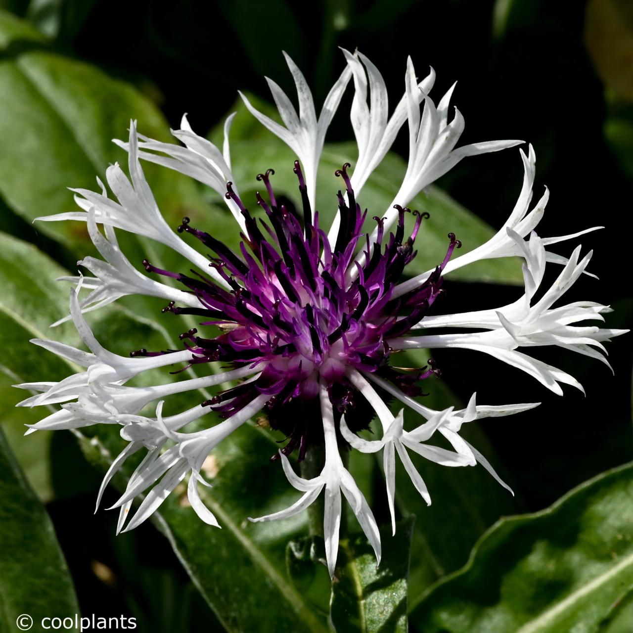 Centaurea montana 'Amethyst in Snow' plant