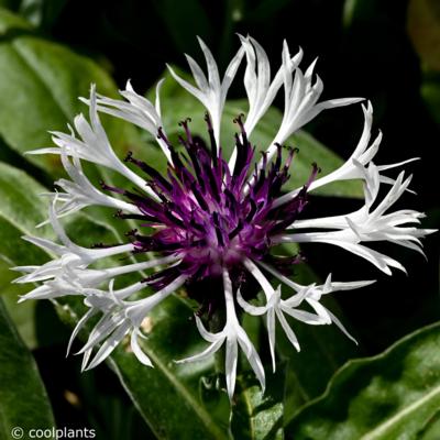 centaurea-montana-amethyst-in-snow