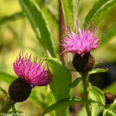centaurea-nigra