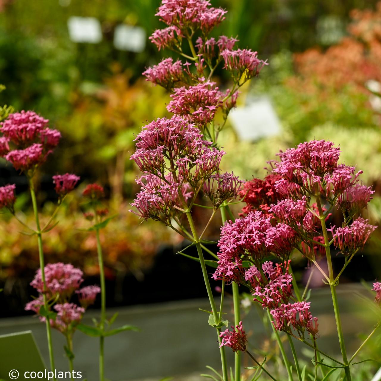 Centranthus ruber 'Coccineus' plant