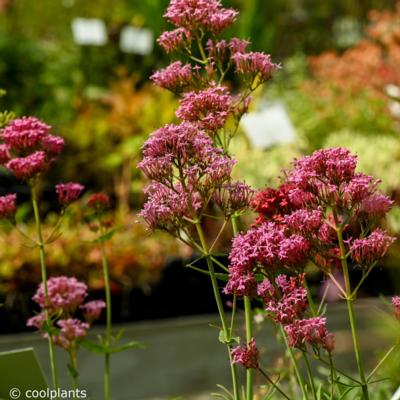 centranthus-ruber-coccineus