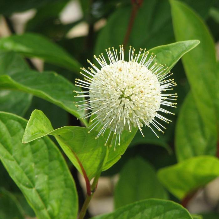 Cephalanthus occidentalis 'Fiber Optics' plant