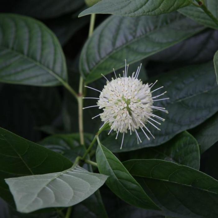 Cephalanthus occidentalis 'Sugar Shack' plant