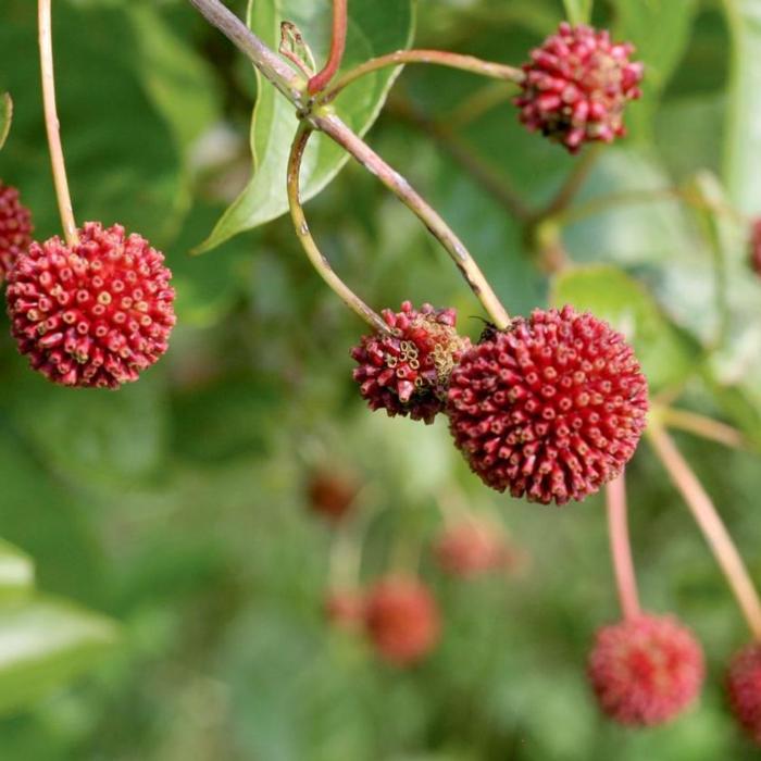 Cephalanthus occidentalis 'Sugar Shack' plant