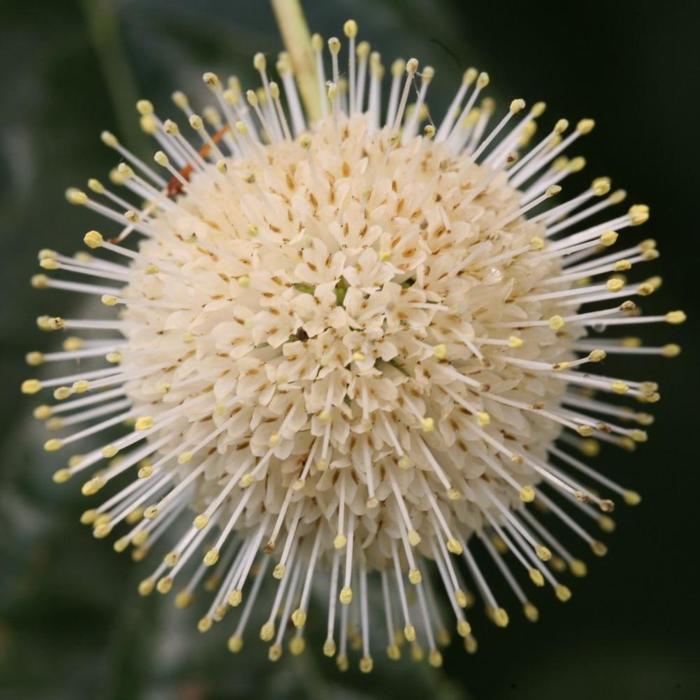 Cephalanthus occidentalis 'Sugar Shack' plant