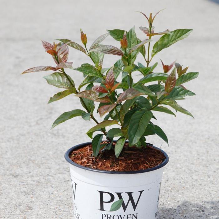 Cephalanthus occidentalis 'Sugar Shack' plant