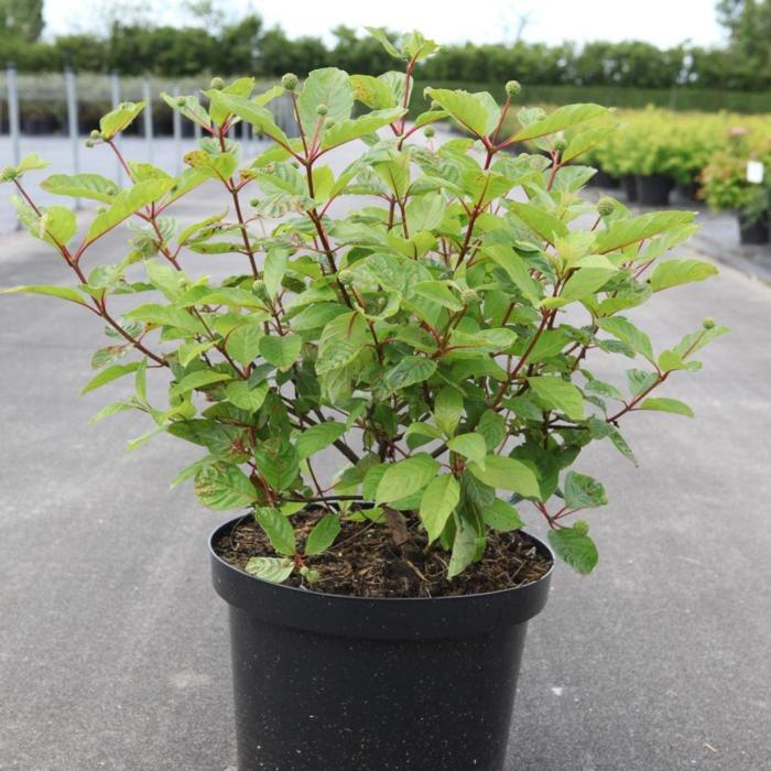 Cephalanthus occidentalis plant