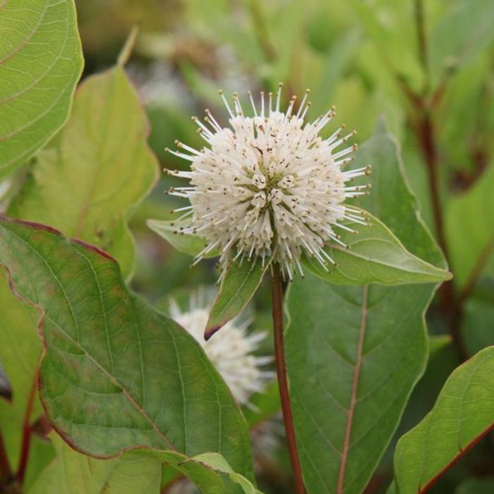 Cephalanthus occidentalis plant