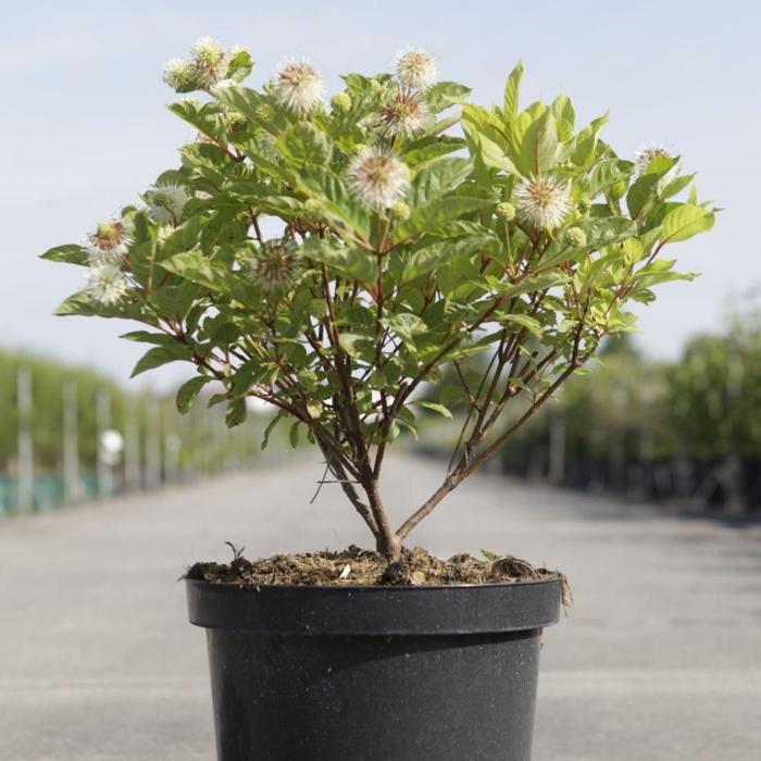 Cephalanthus occidentalis plant