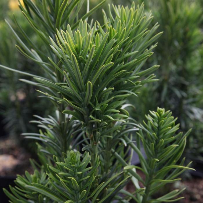 Cephalotaxus harr. 'Fastigiata' plant