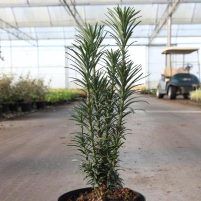 cephalotaxus-harr-fastigiata