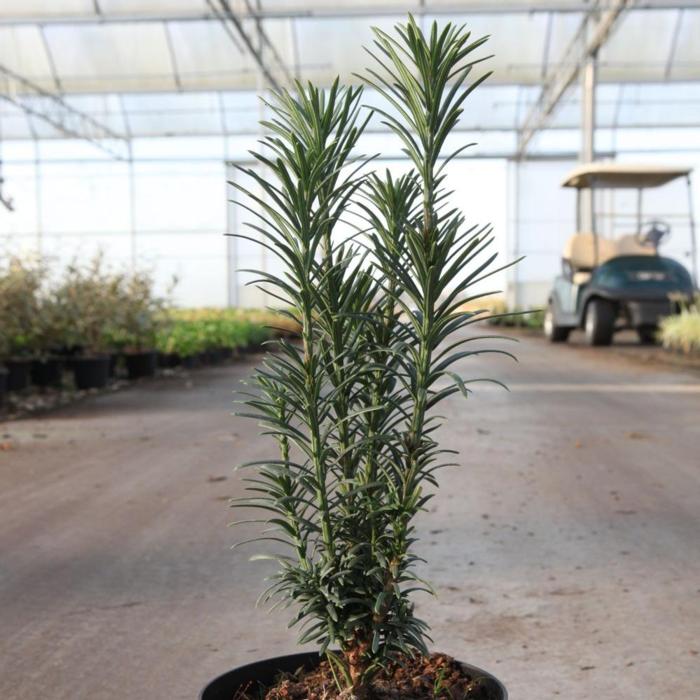 Cephalotaxus harr. 'Fastigiata' plant