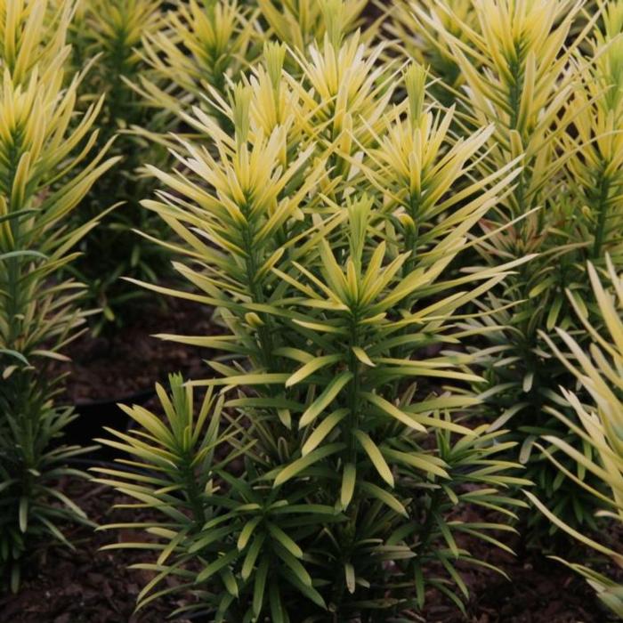 Cephalotaxus harringtonia 'Korean Gold' plant
