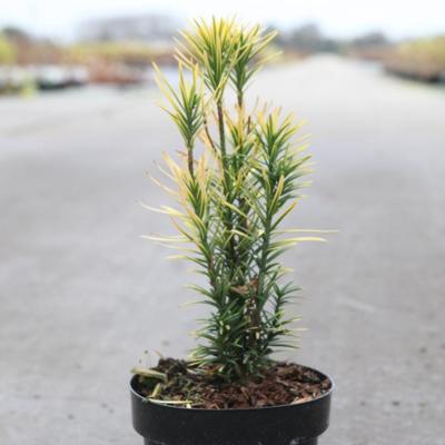 cephalotaxus-harringtonia-korean-gold