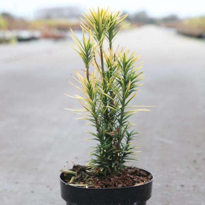 Cephalotaxus harringtonia 'Korean Gold' plant