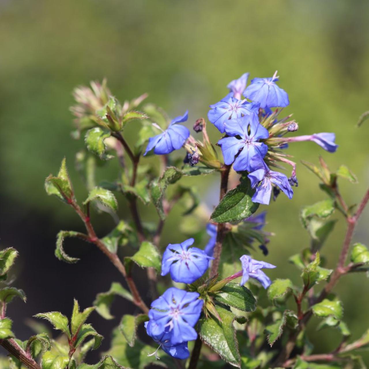 ceratostigma