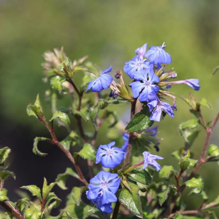 Ceratostigma willmottianum 'Forest Blue' plant