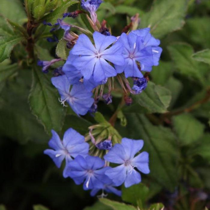 Ceratostigma willmottianum 'Forest Blue' plant