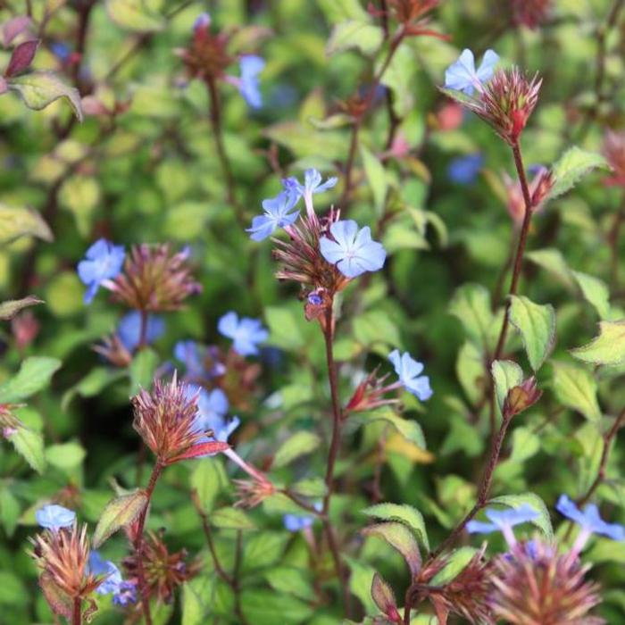 Ceratostigma willmottianum plant