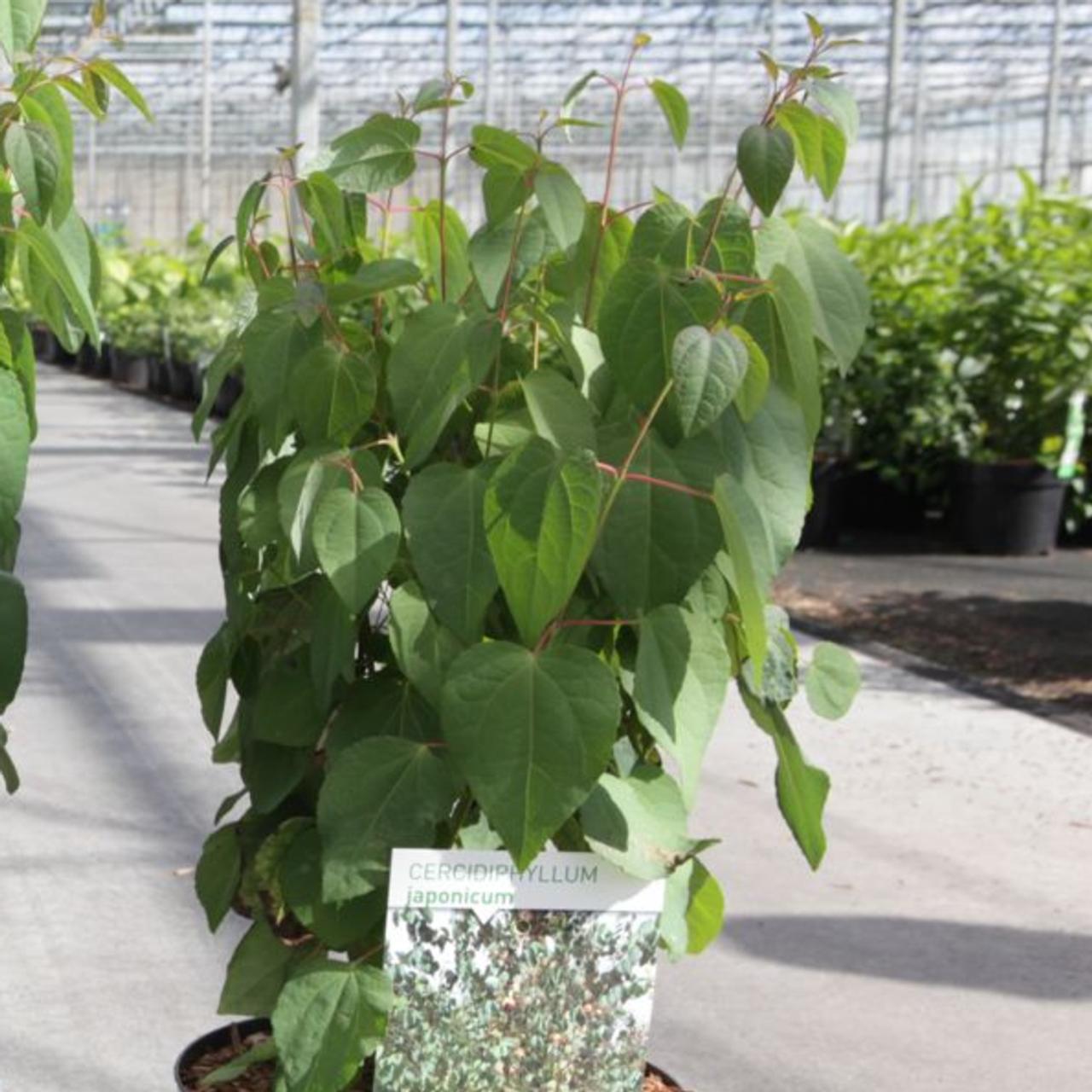 Cercidiphyllum japonicum plant