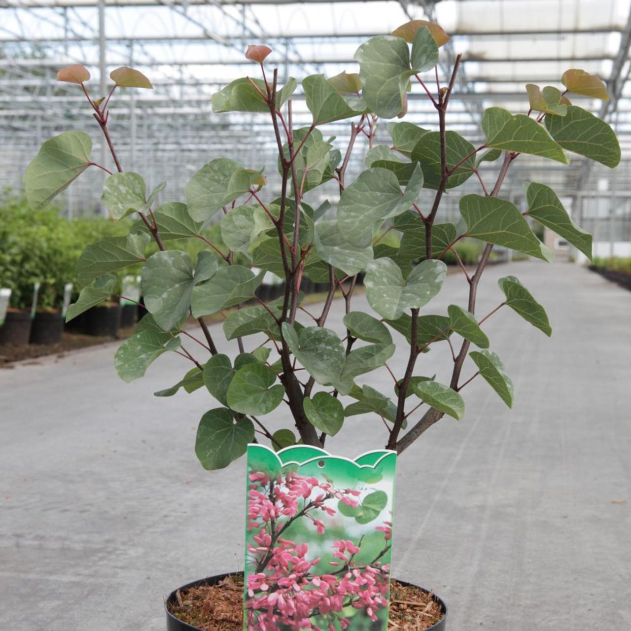 Cercis siliquastrum plant