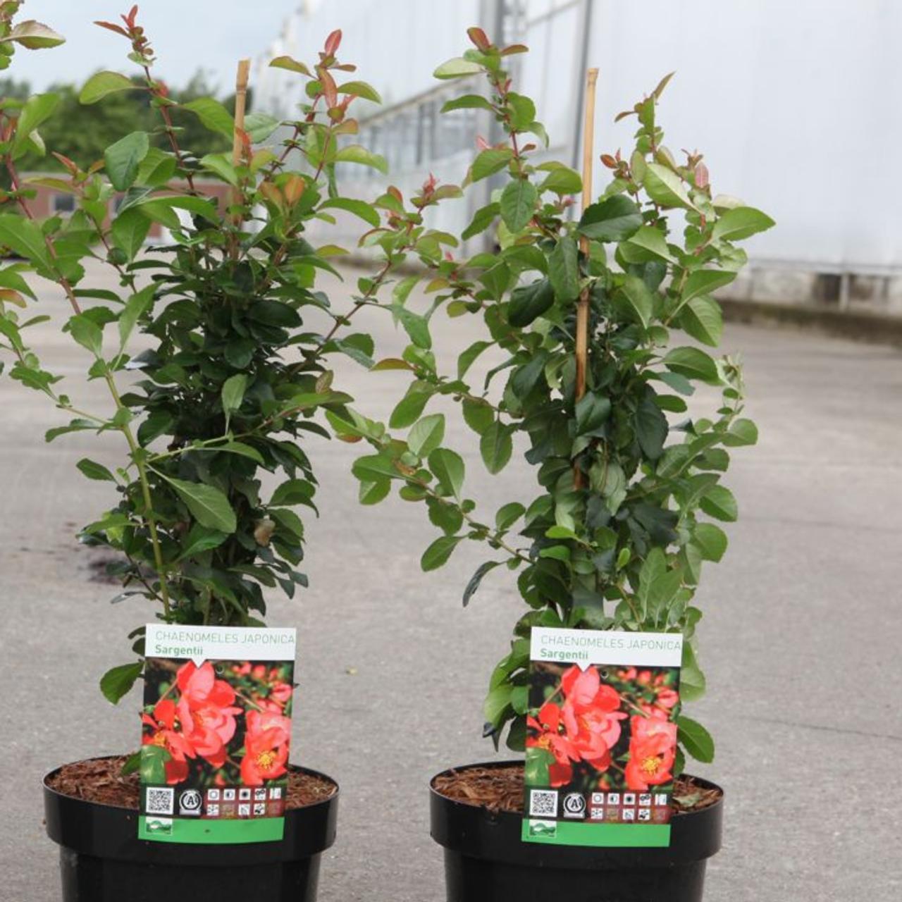 Chaenomeles japonica 'Sargentii'   Kaufen Sie Pflanzen bei Coolplants