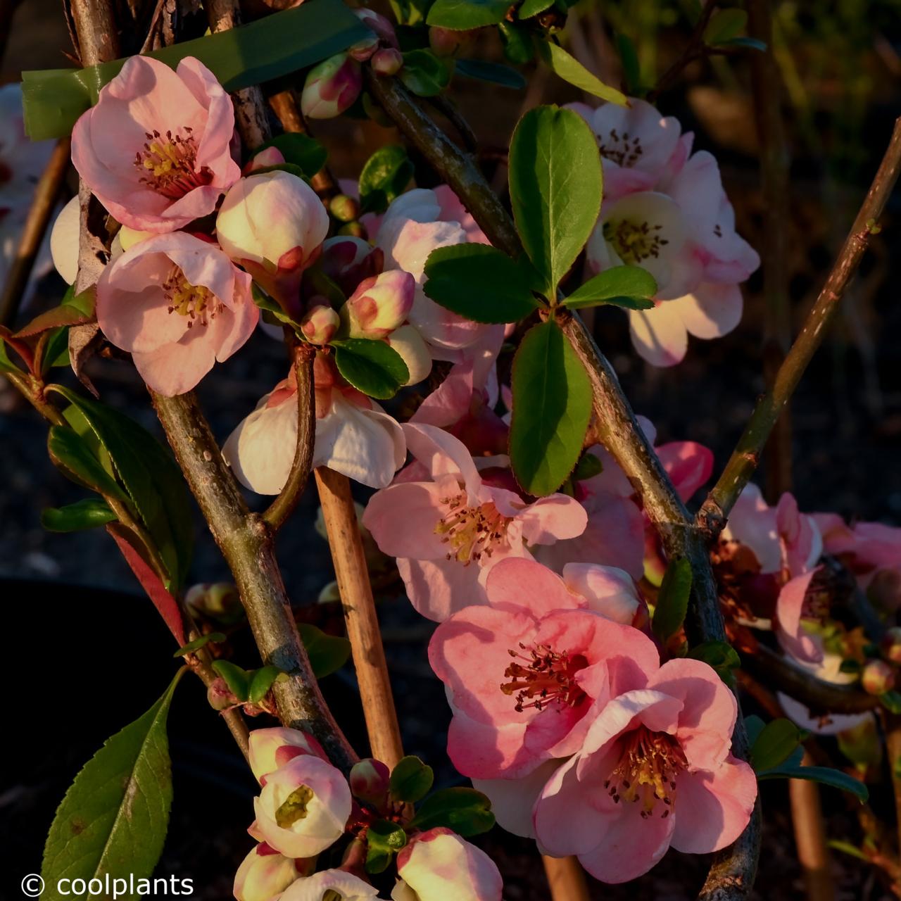 Chaenomeles spec. 'Toyo-Nishiki' plant