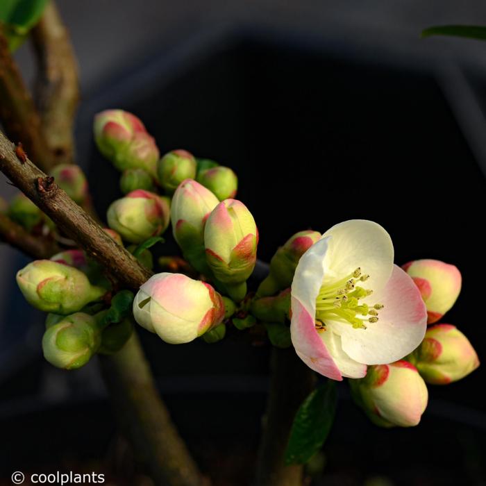 Chaenomeles spec. 'Toyo-Nishiki' plant