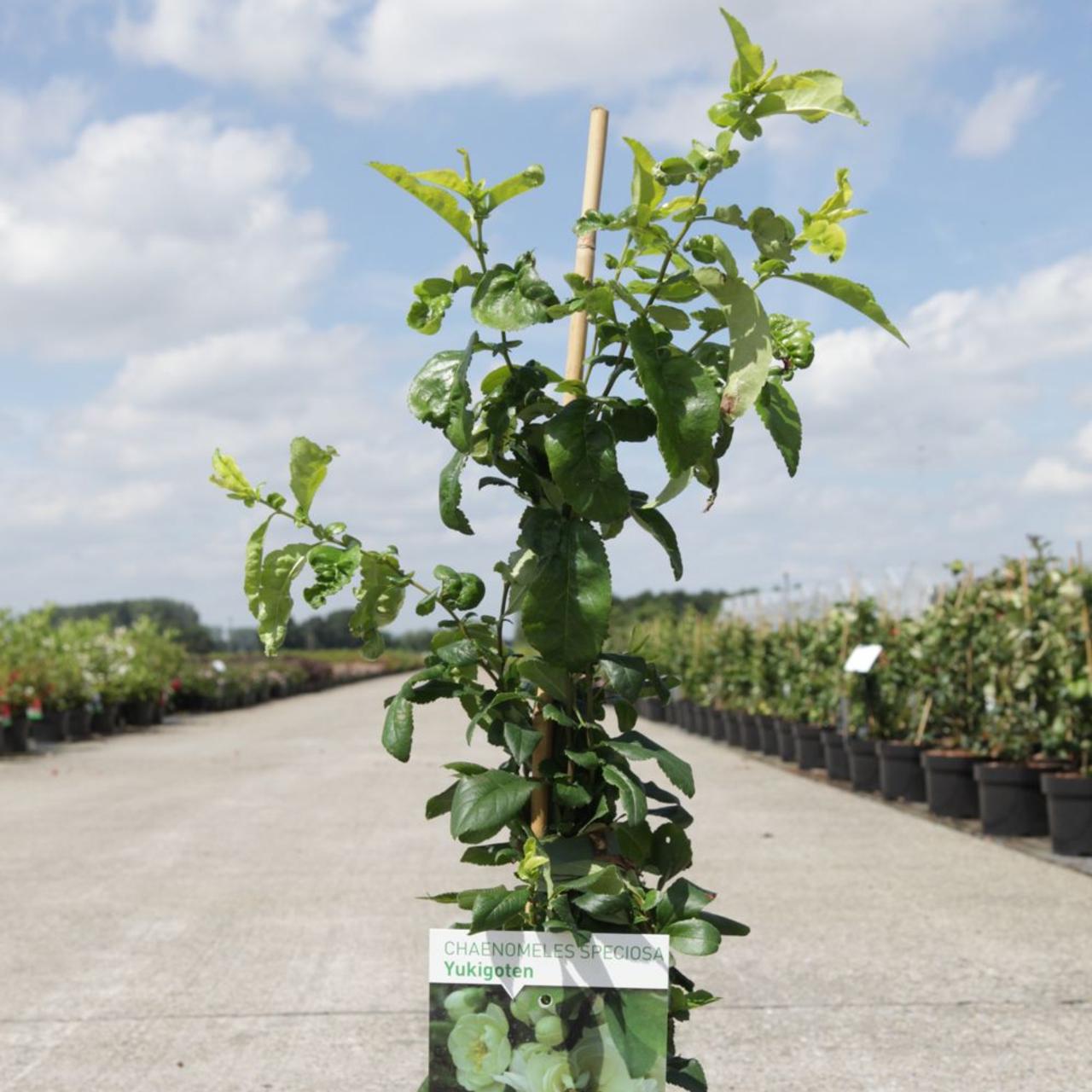 Chaenomeles spec. 'Yukigoten' plant