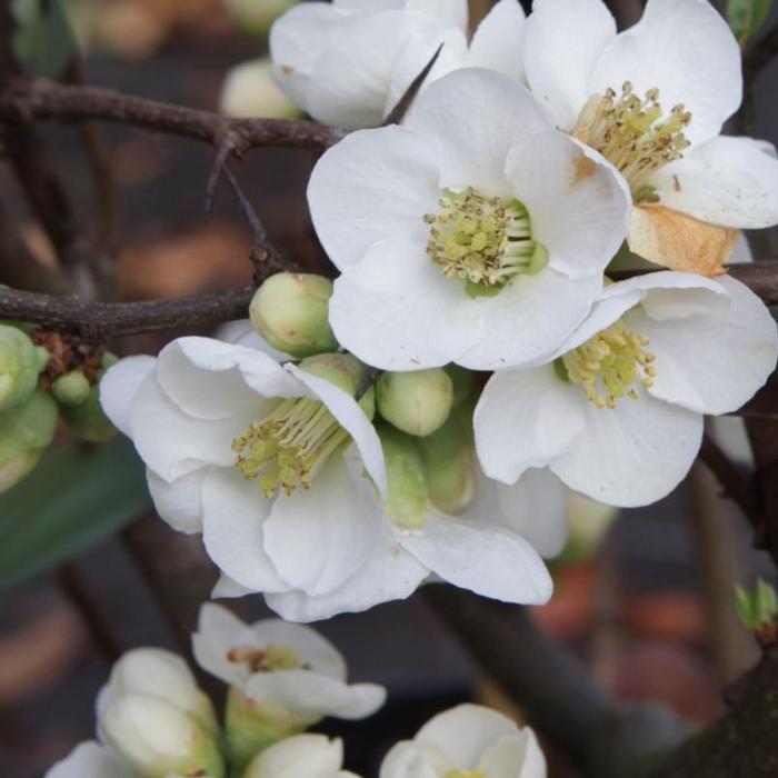 Chaenomeles speciosa 'Nivalis' plant