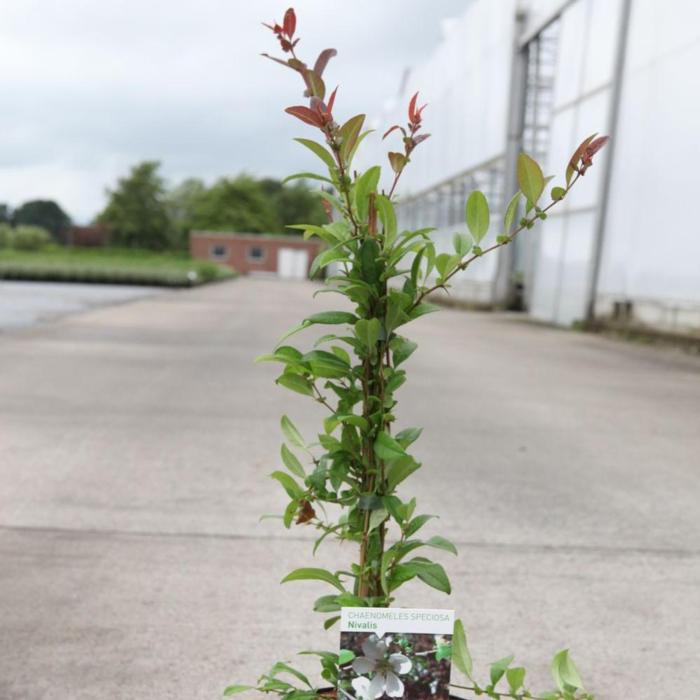 Chaenomeles speciosa 'Nivalis' plant