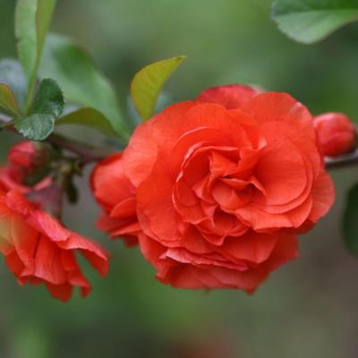 chaenomeles-speciosa-orange-storm