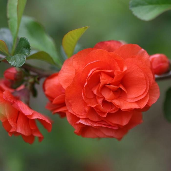 Chaenomeles speciosa 'Orange Storm' plant