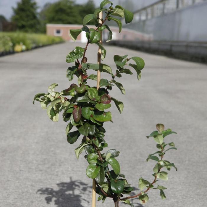 Chaenomeles speciosa 'Pink Storm' plant