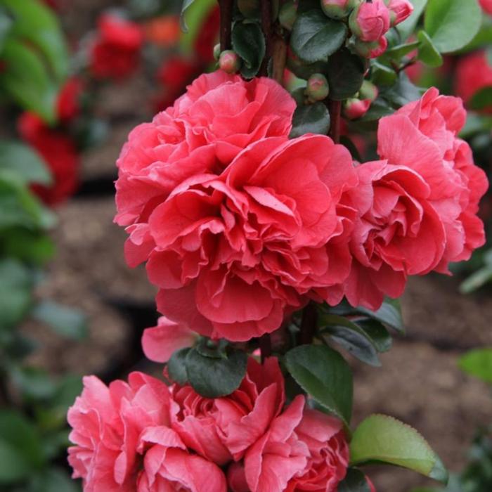 Chaenomeles speciosa 'Pink Storm' plant