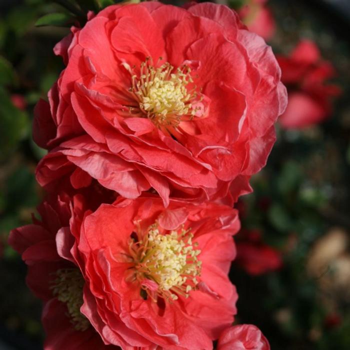 Chaenomeles speciosa 'Pink Storm' plant