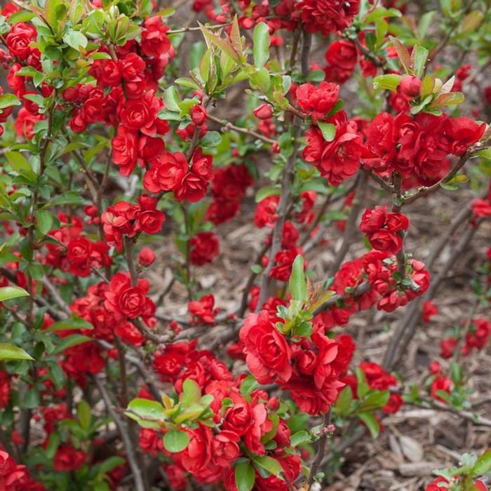 Chaenomeles speciosa 'Scarlet Storm' plant