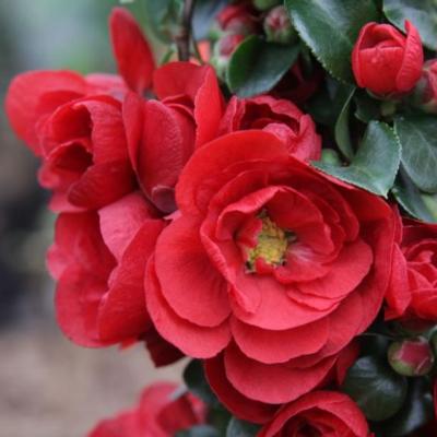 chaenomeles-speciosa-scarlet-storm