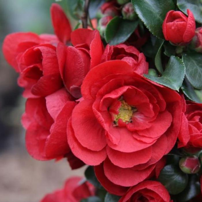 Chaenomeles speciosa 'Scarlet Storm' plant