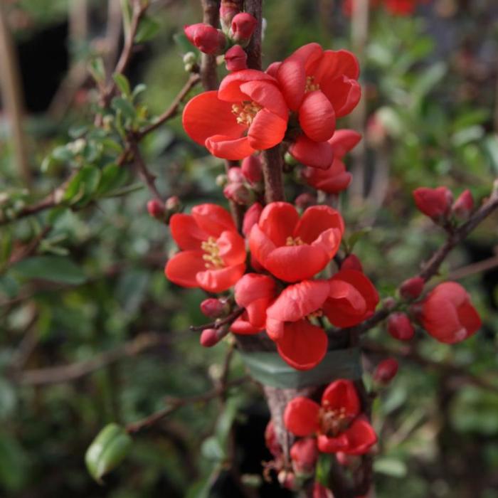 Chaenomeles sup. 'Clementine' plant