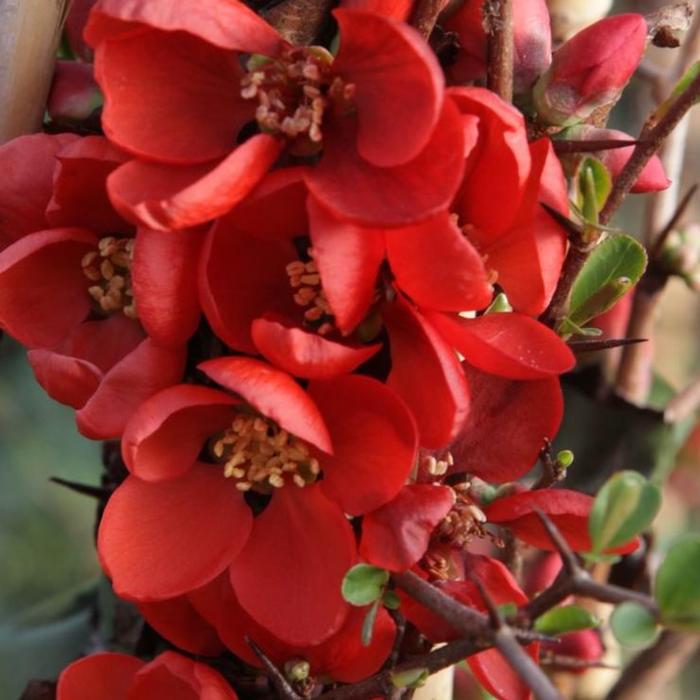 Chaenomeles sup. 'Clementine' plant