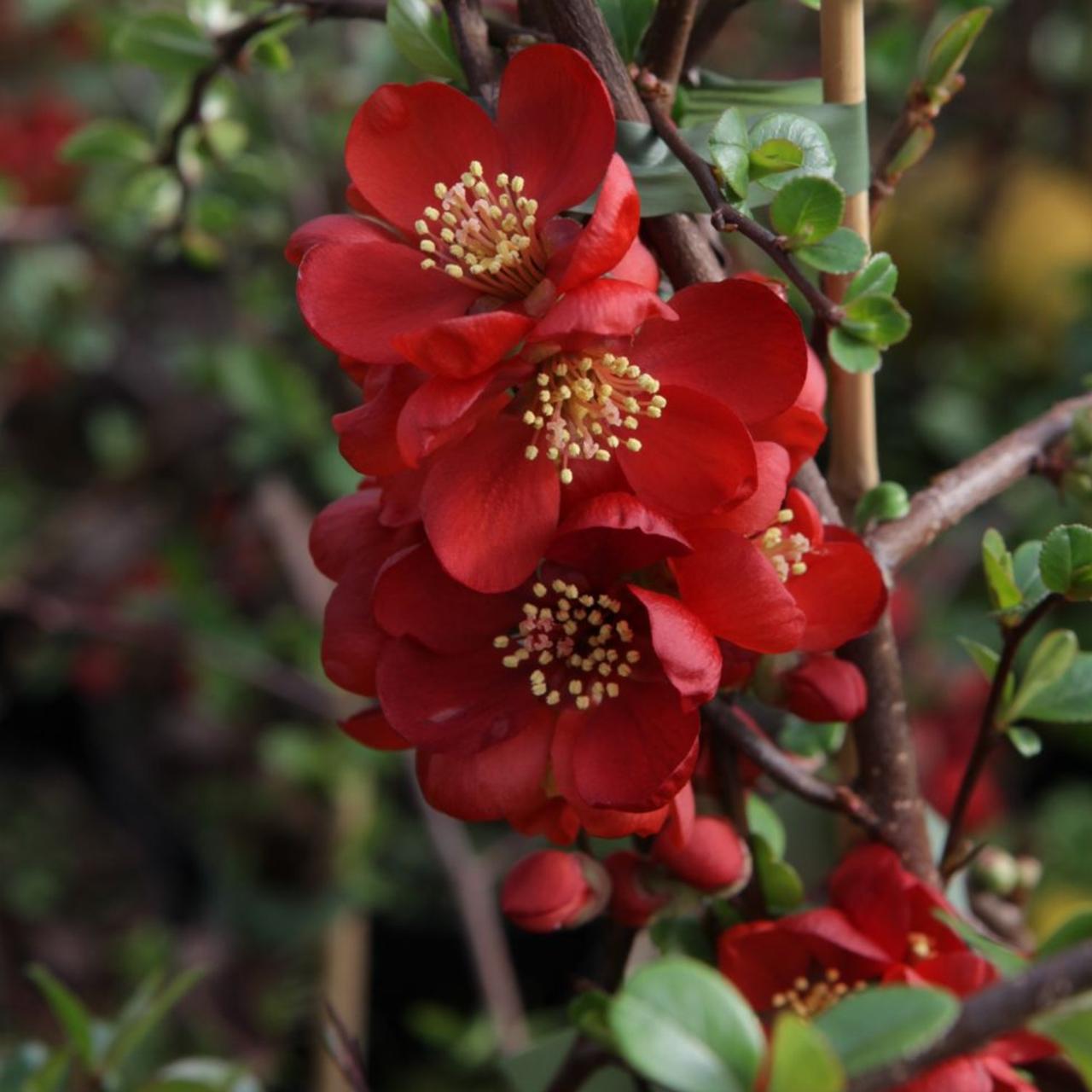 Chaenomeles sup. 'Elly Mossel' plant