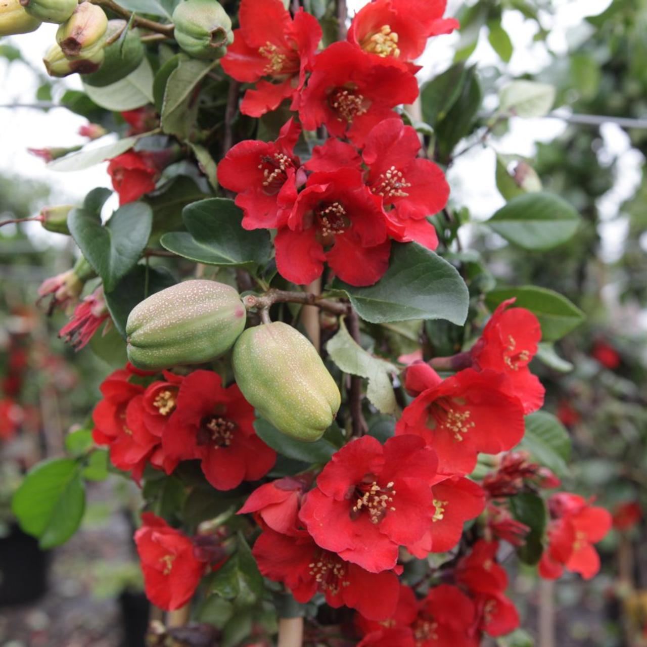 Chaenomeles sup. 'Fascination' plant