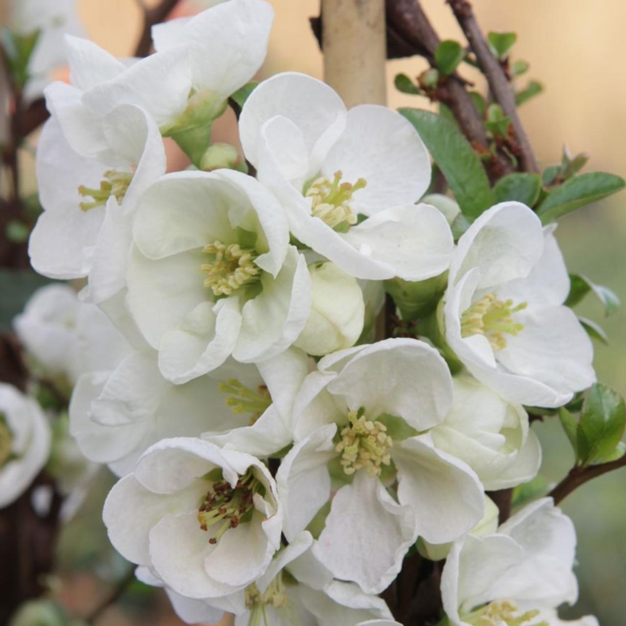 Chaenomeles sup. 'Jet Trail' plant